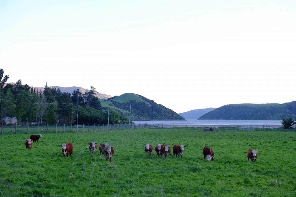 NZ: Akaroa Kühe