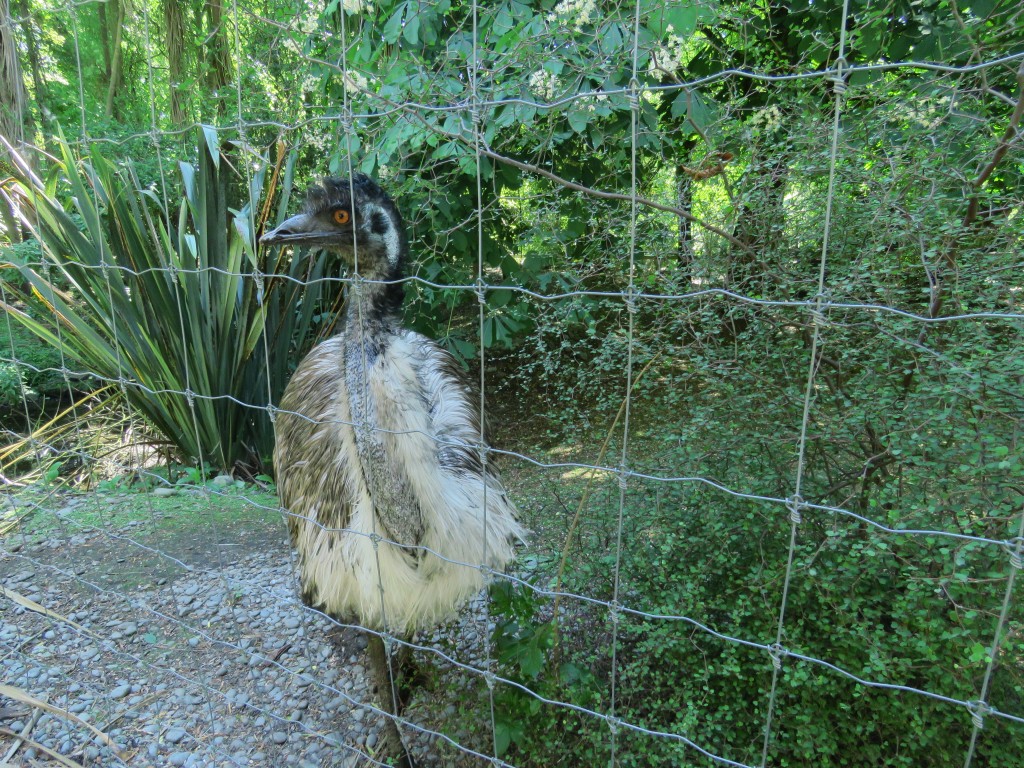 NZ: Willowbank - Emu