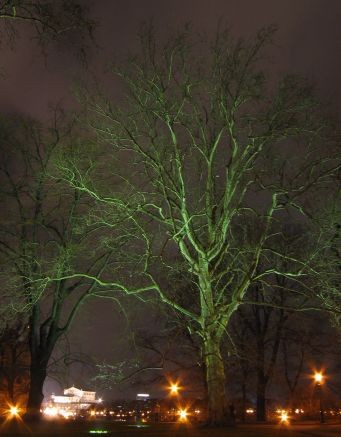Grüner Baum - Bild 1