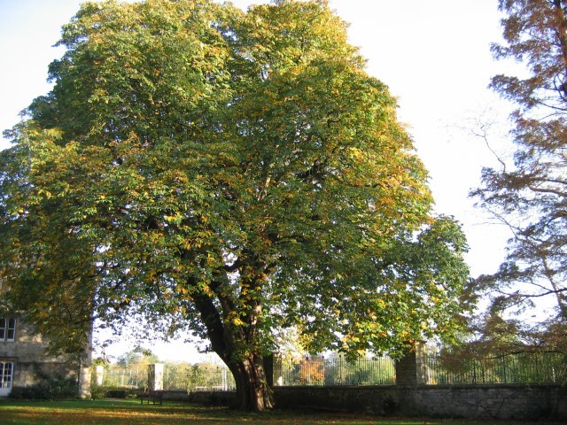 Alt wie ein Baum ...