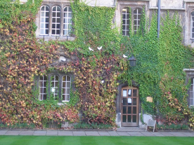 grüne Bibliothek
