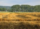 Ein Korn im Feldbett