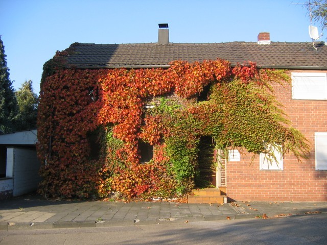 Grün bewachsen und verlassen ...