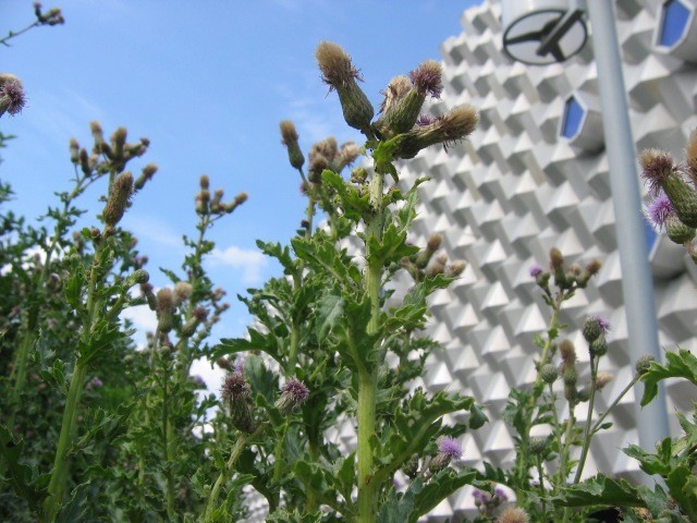 Blühende Landschaften 2