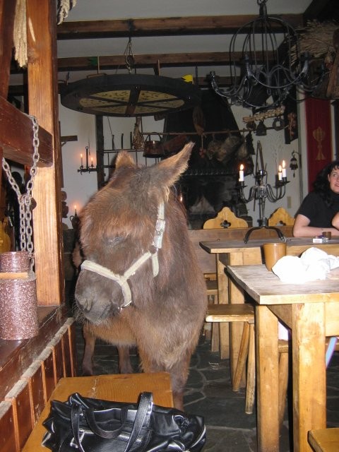 Da steht ein Pferd auf'm Flur!