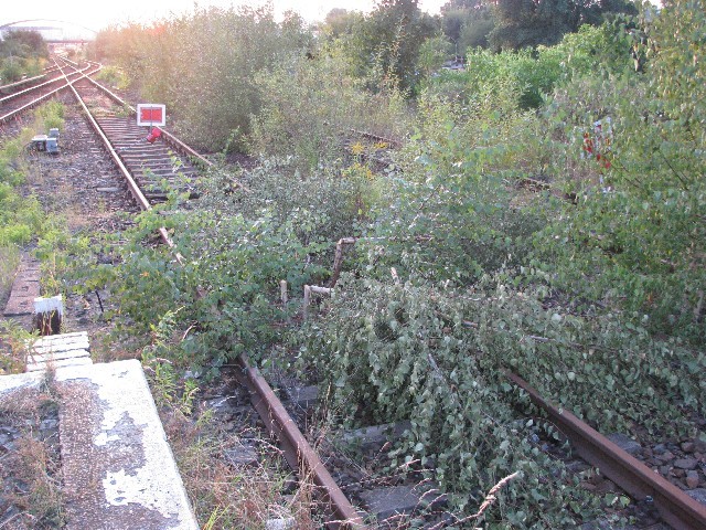 Vegetation im Gleisbett