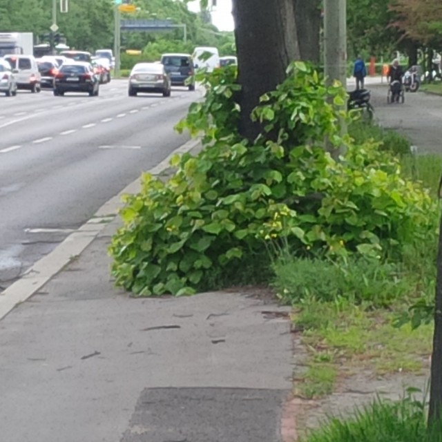 Radweg ind Grüne