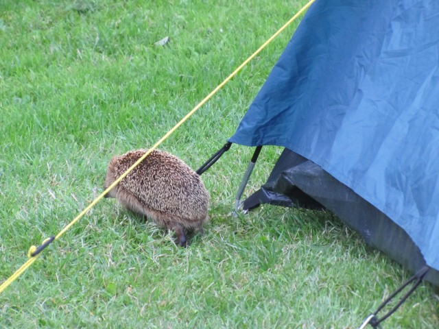 Ein Igel am Zelt