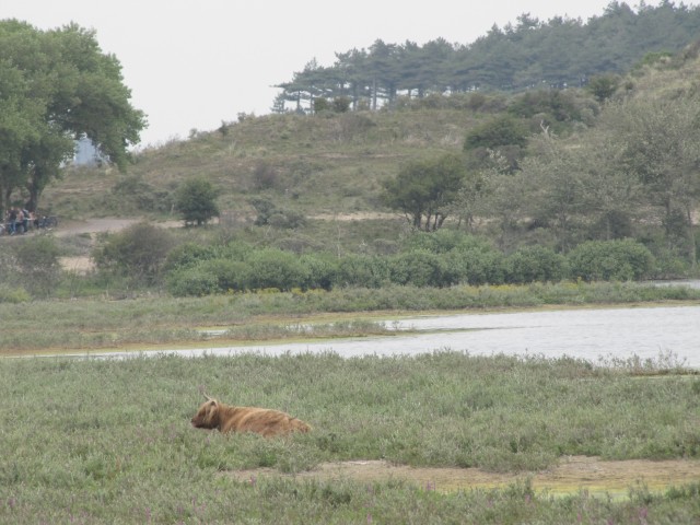 Nationalpark Zuid-Kennemerland (Büffel)