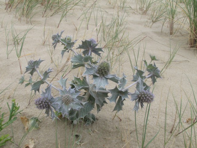 Distel in Oye-Plage