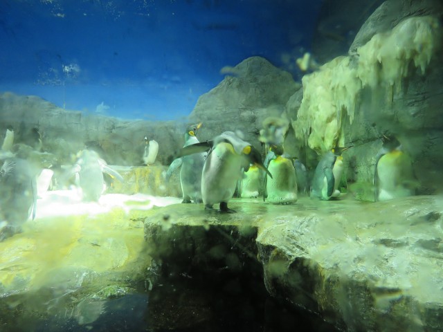 Osaka Aquarium: Pinguine