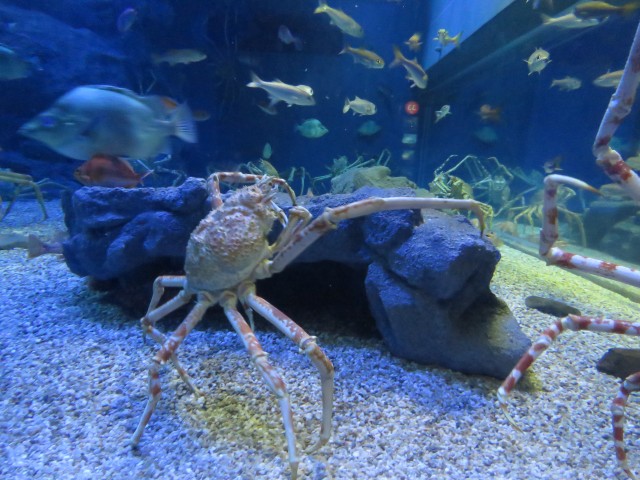 Osaka Aquarium 2
