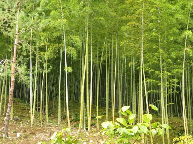 Bamboo Garden 7