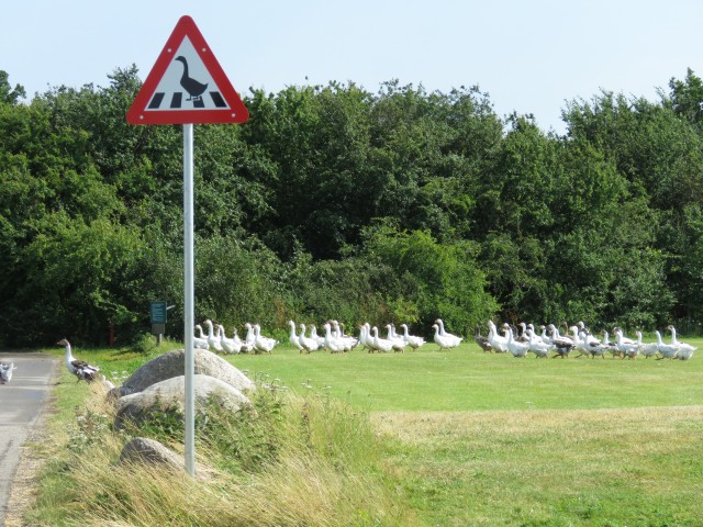 Skaninavien - Achtung Gans