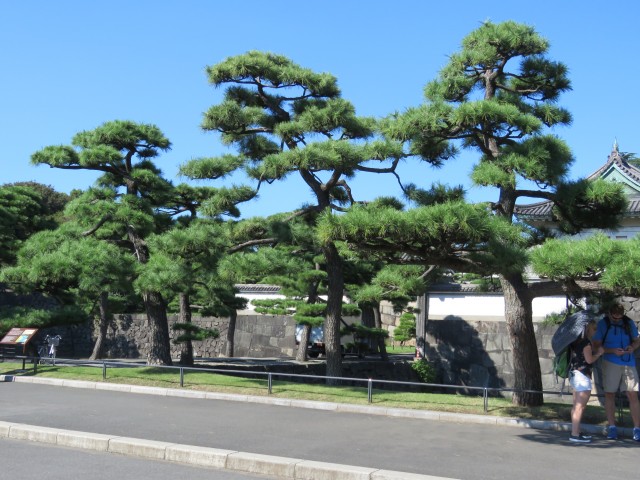 Tokio - Kaiserpalast Pinien