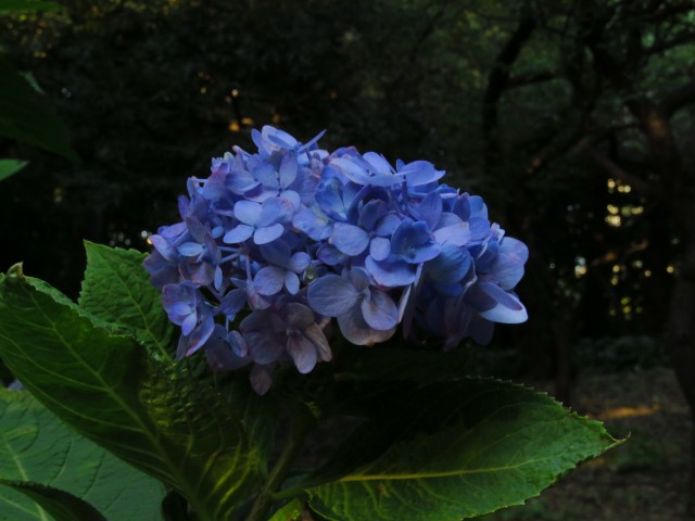 Tokio - Shinjuku Gyoen Park 6