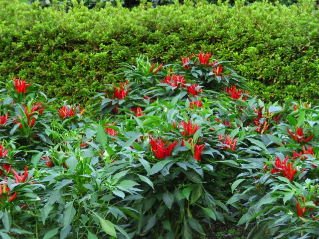 Tokio - Shinjuku Gyoen Park 7