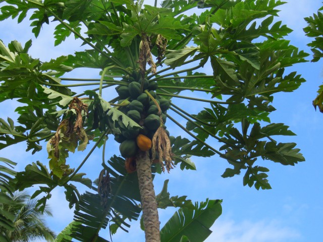 Taveuni: Palmen