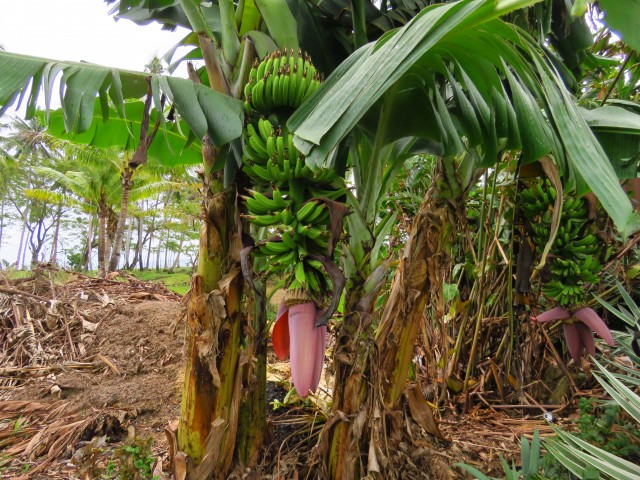 Taveuni: Bananen