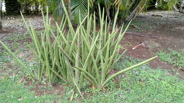 Fiji: Pflanze