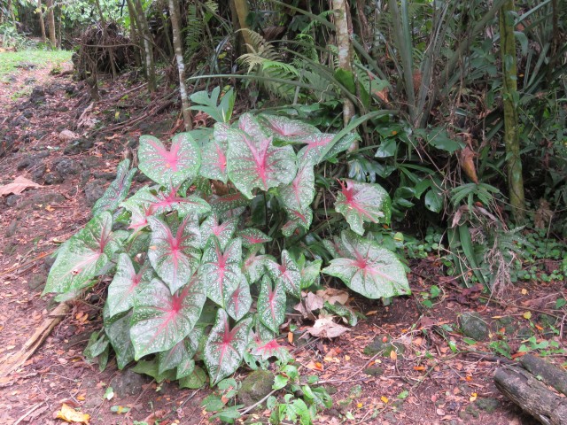 Taveuni: Bobbys Farm 5