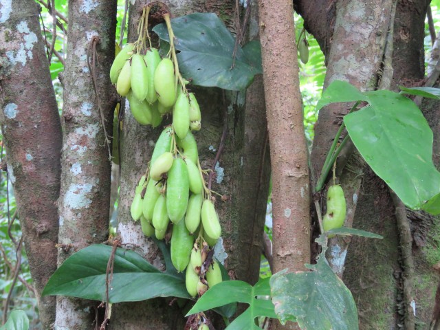 Taveuni: Bobbys Farm 6 (Bilimbi)