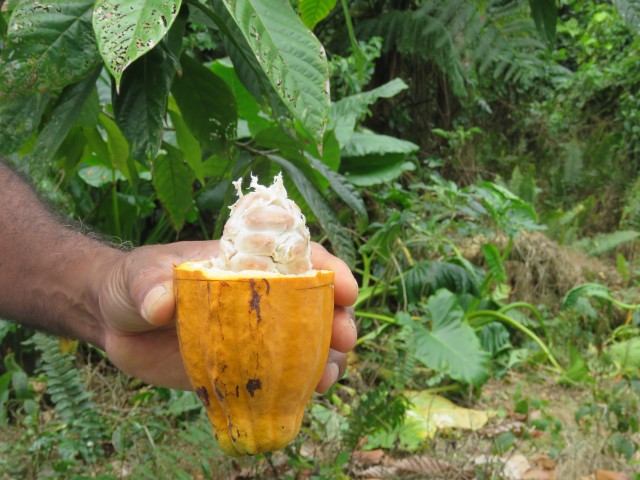 Taveuni: Bobbys Farm 6 (Kakao)
