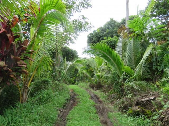 Taveuni: Bobbys Farm 9