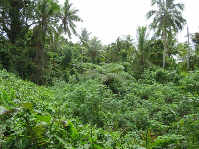 Taveuni: Bobbys Farm 10