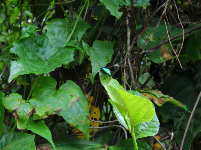 Taveuni: Bobbys Farm 14