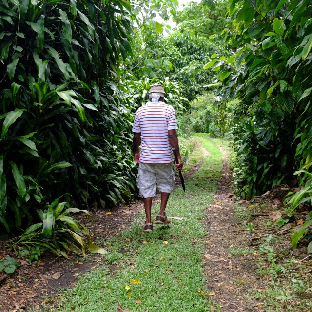 Taveuni: Bobbys Farm 17 (Bobby)