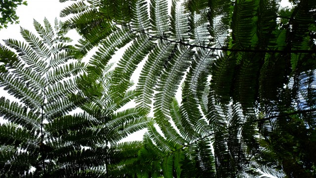 Taveuni: Bobbys Farm 20 (Farne)