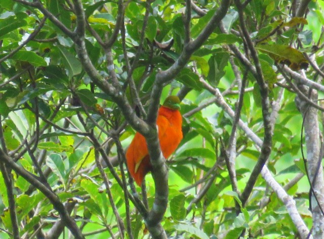 Taveuni: Orange Fruit Dove