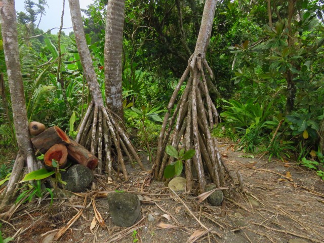 Taveuni: Bewegende Bäume