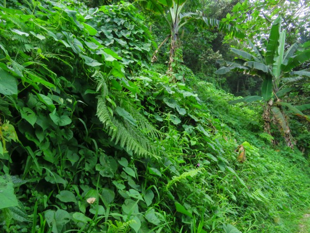 Taveuni: Lavena Coastal Walk 6