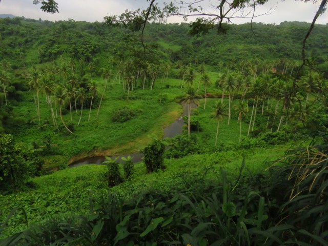 Taveuni: Urwald