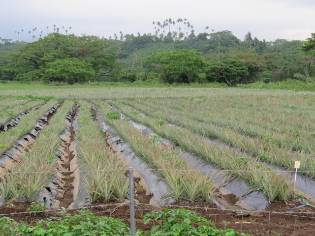 Taveuni: Ananas-Plantage