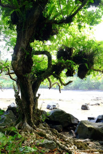 Taveuni: Lavena Coastal Walk 15