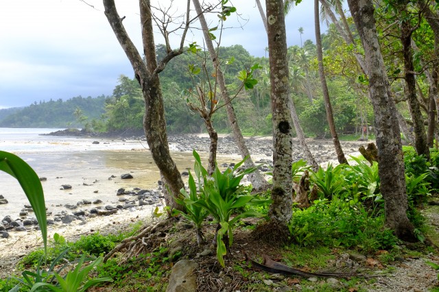 Taveuni: Lavena Coastal Walk 18