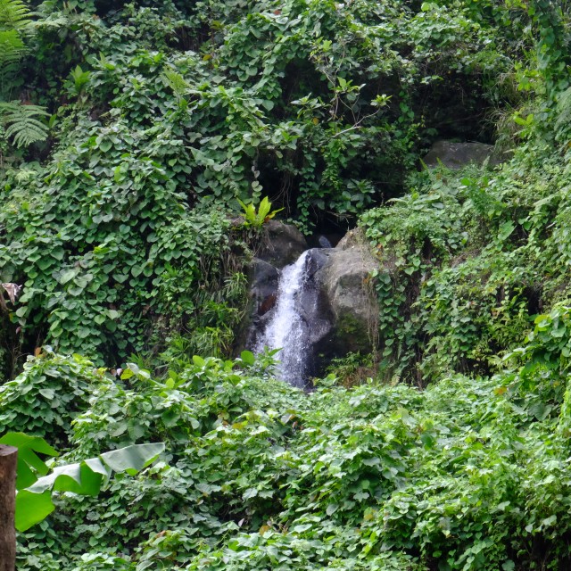 Taveuni: Lavena Coastal Walk 19