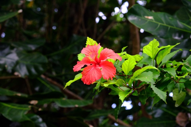 Taveuni: Lavena Coastal Walk 21