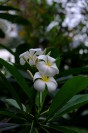 Fiji Orchid 4