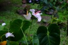 Fiji Orchid