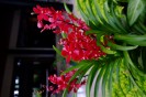 Fiji Orchid