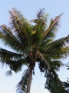 Fiji Orchid 34
