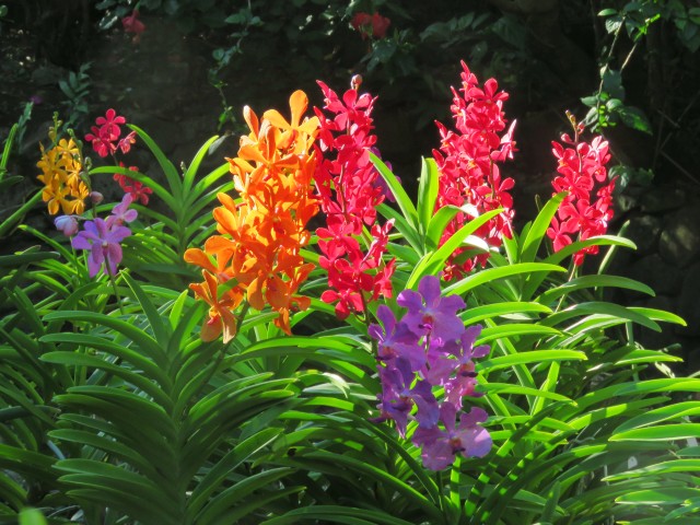 Fiji Orchid 38