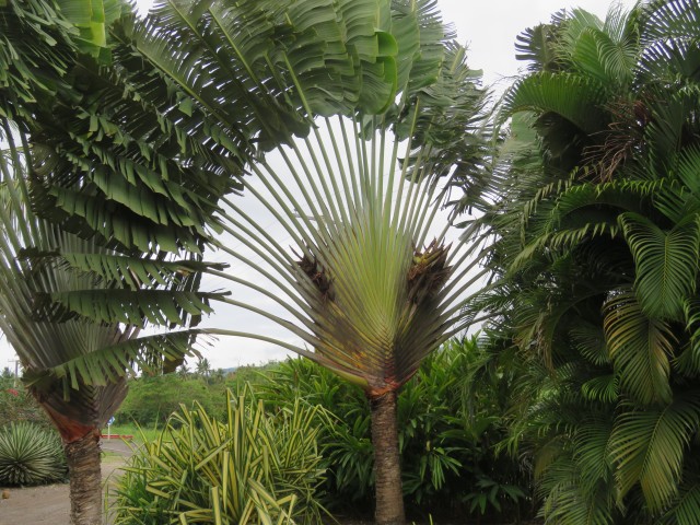 Taveuni: Garden 2