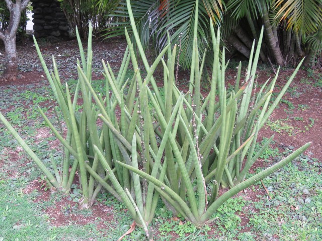 Taveuni: Garden 3