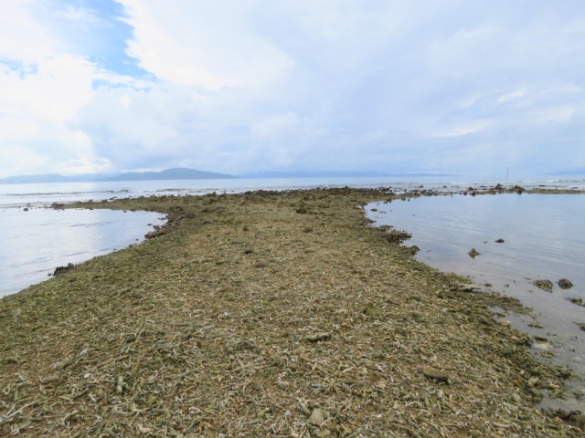 Taveuni: Korallen