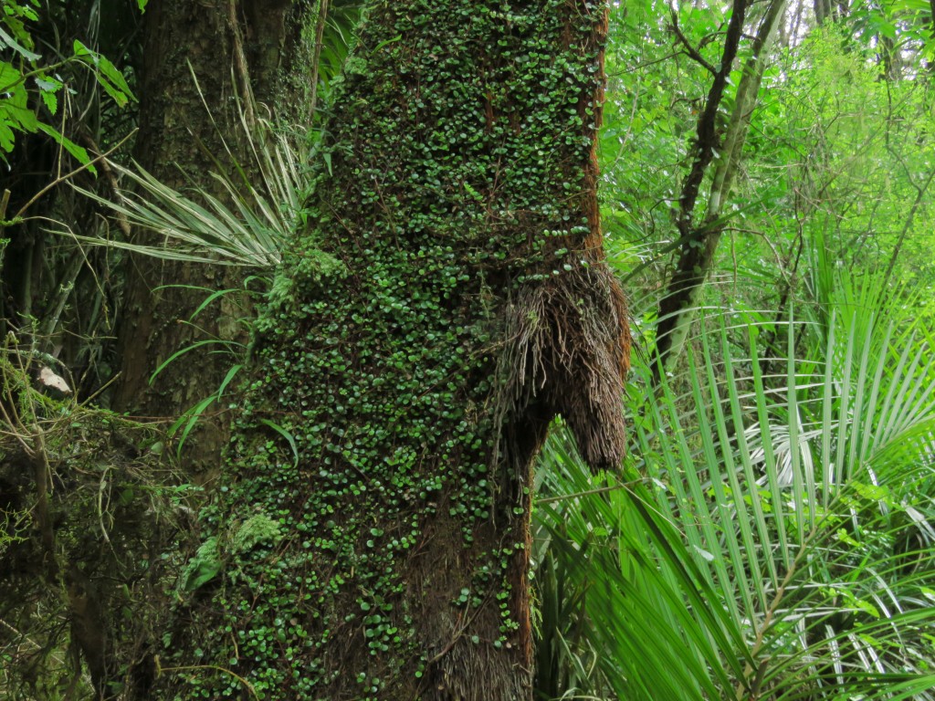 NZ: Whangarei Natur 5